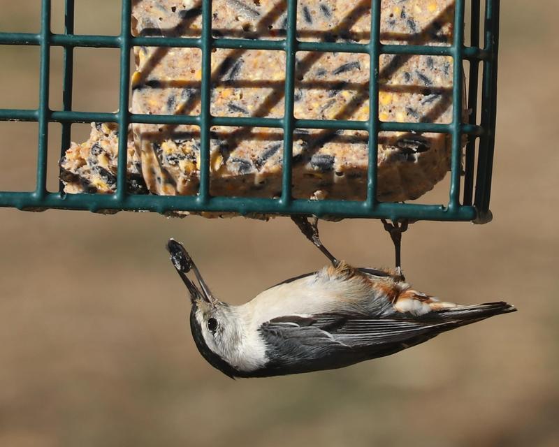 Royal Wing High Energy Suet