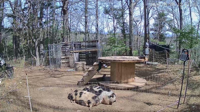 Our little mini farm