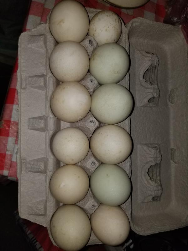 Duck eggs