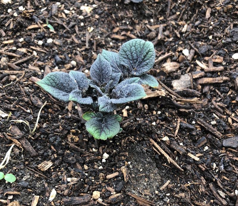 Cut, heal, plant sprout up in light weight soil/compost.