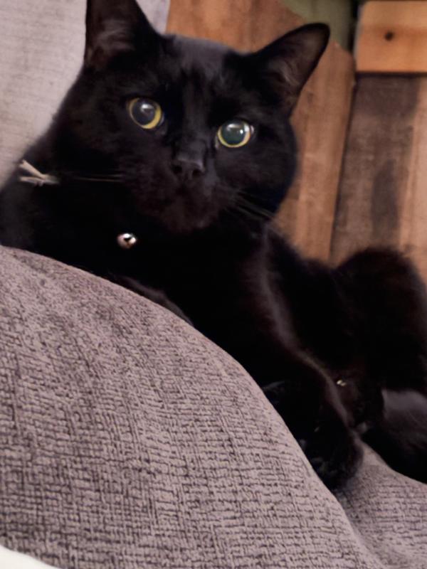 I'm waiting for my treat