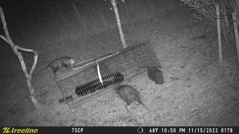 Pair of opossums
