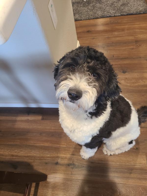 Best looking ranch dog and smart too!