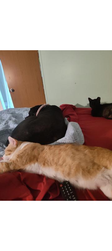 Cat's and dog