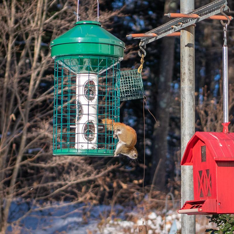 Impossible for a Gray Squirrel but the smalled Red Squirrel can squeeze through the barrier