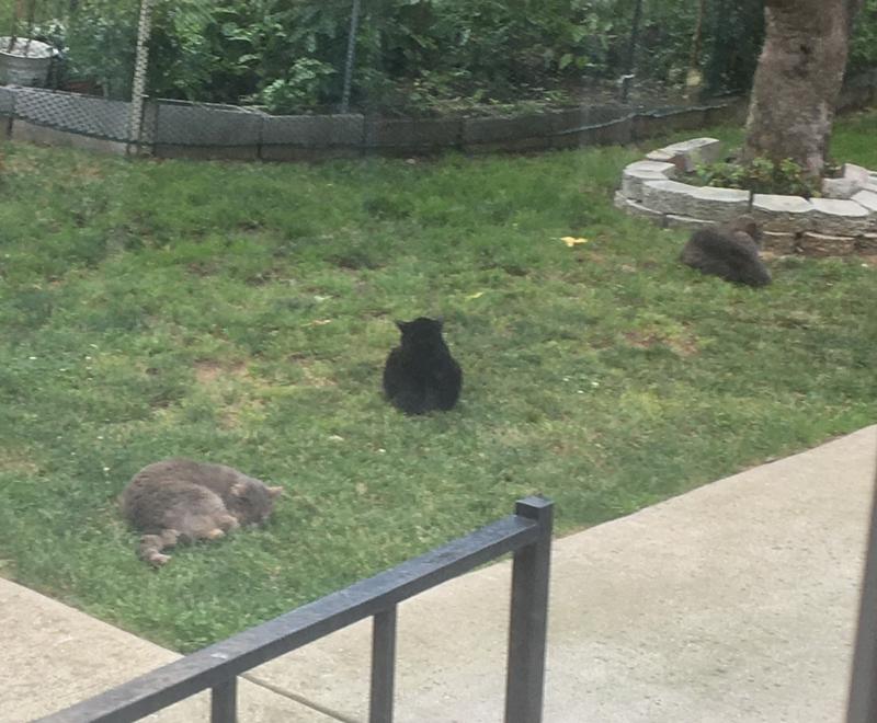 My 3 feral cats chilling
