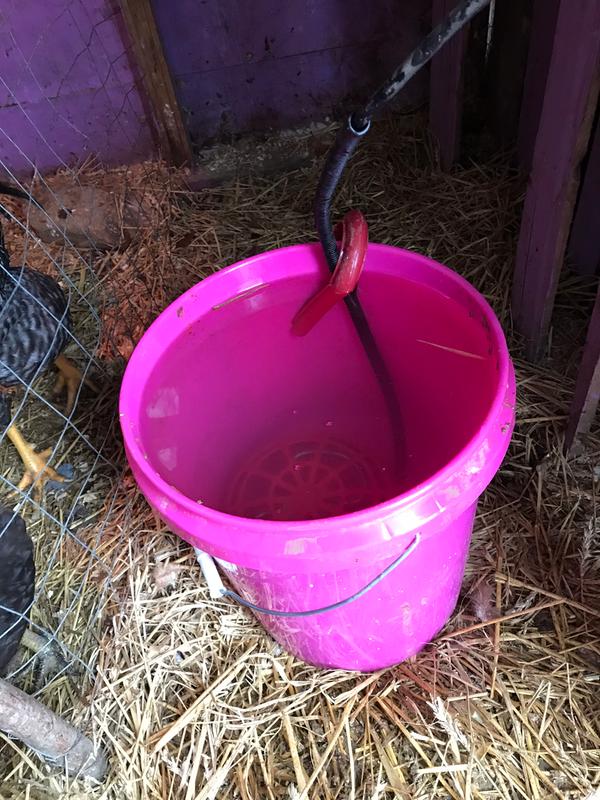 With water in 5 gallon bucket in the coop
