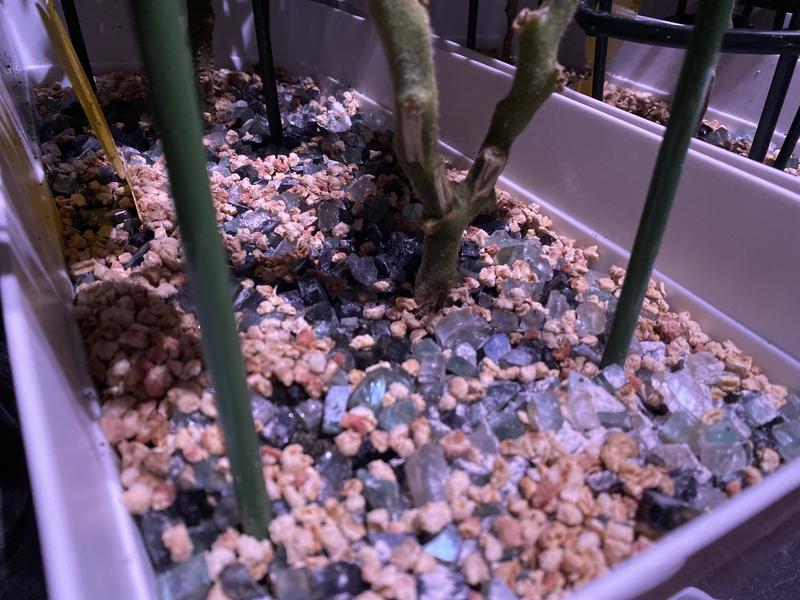 Fire glass topping + mosquito bits