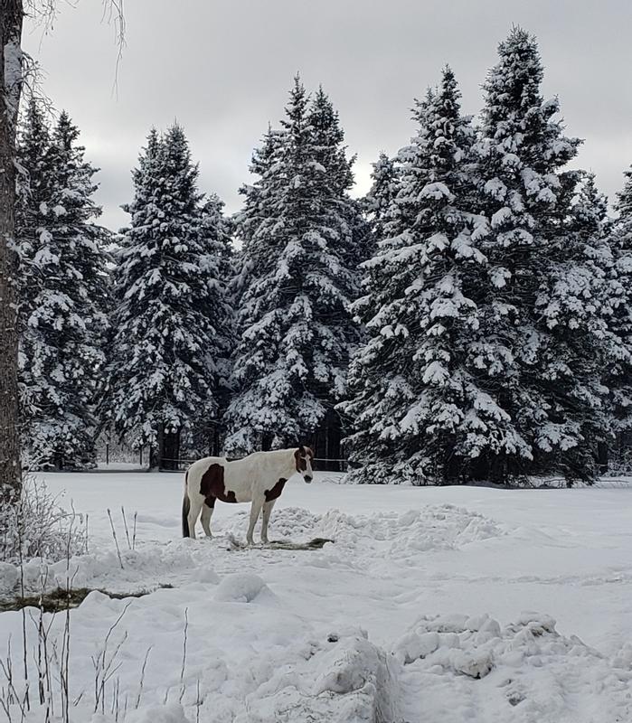 21 year old loves the snow and plays like he is 10