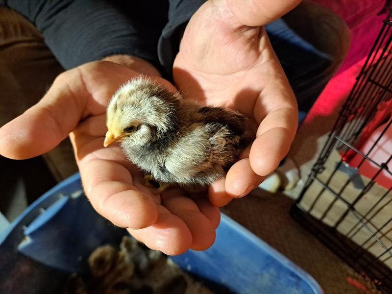Hoover's Hatchery Live Assorted Color Egg Production Baby Chicks, 10 ct ...