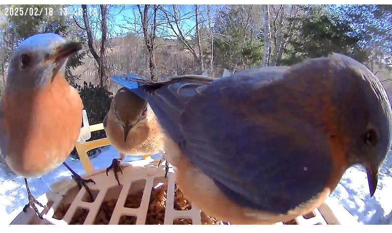 Eastern Bluebirds loving their worms