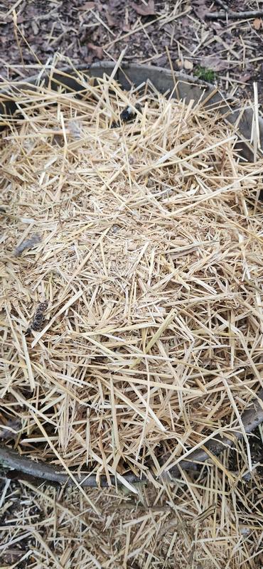 Dumor vs other brand