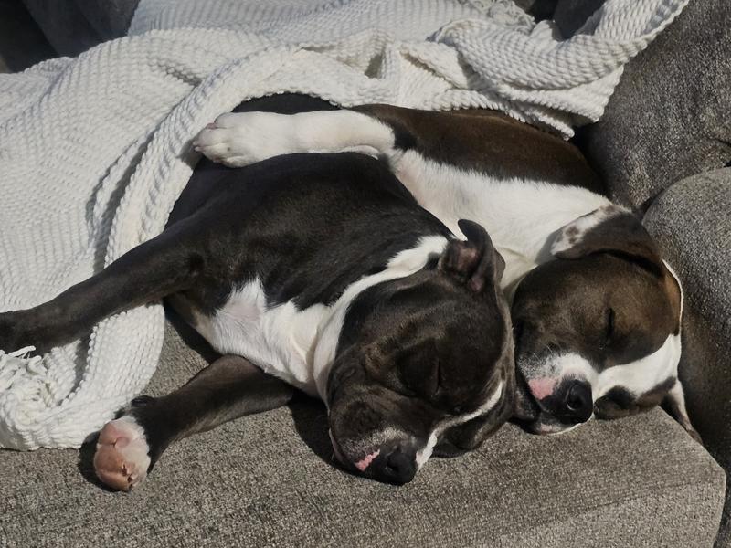 Happy pupps