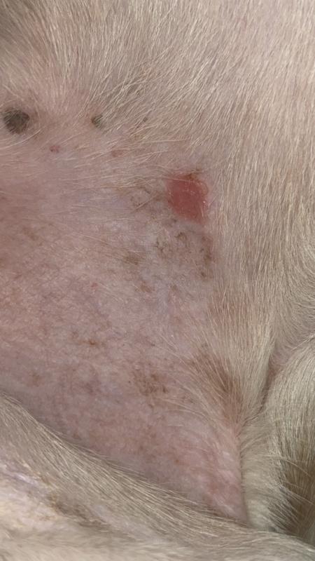 After the first bath with this magical blue liquid (it dried out later that day)