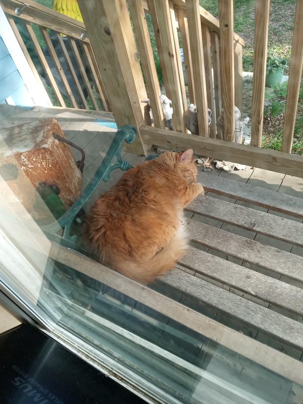 Marmalade needs the 9+ lb size, and she's so happy it keeps the fleas off her pretty orange fur