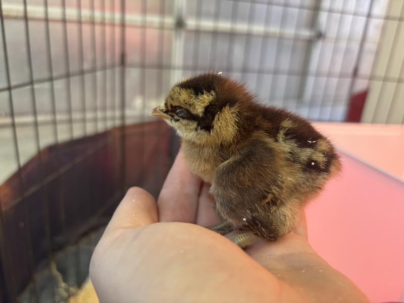 Hoover's Hatchery Live Rare Standard Package Chickens, 10 ct. Baby ...