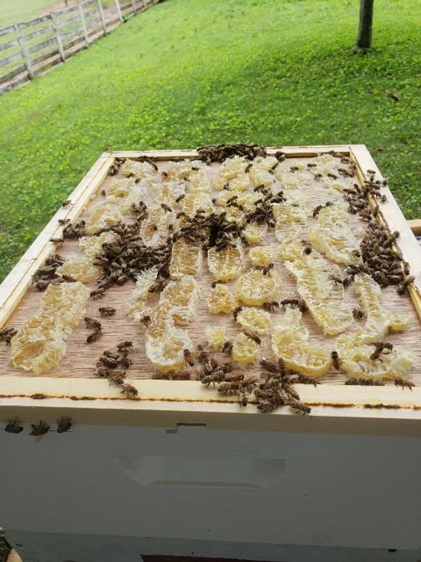 underside of inner cover on same hive