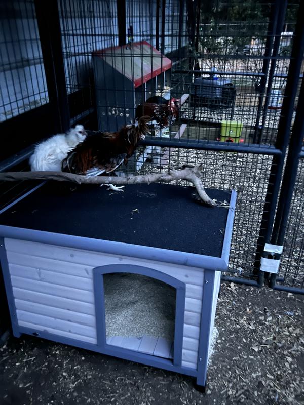 Using as chicken coop!