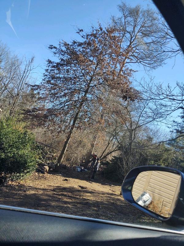 Because the fence can't go up till the trees come down...