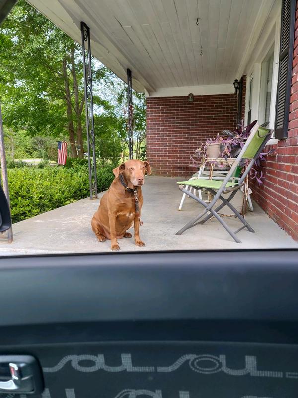 Isabel wearing her new collar.
