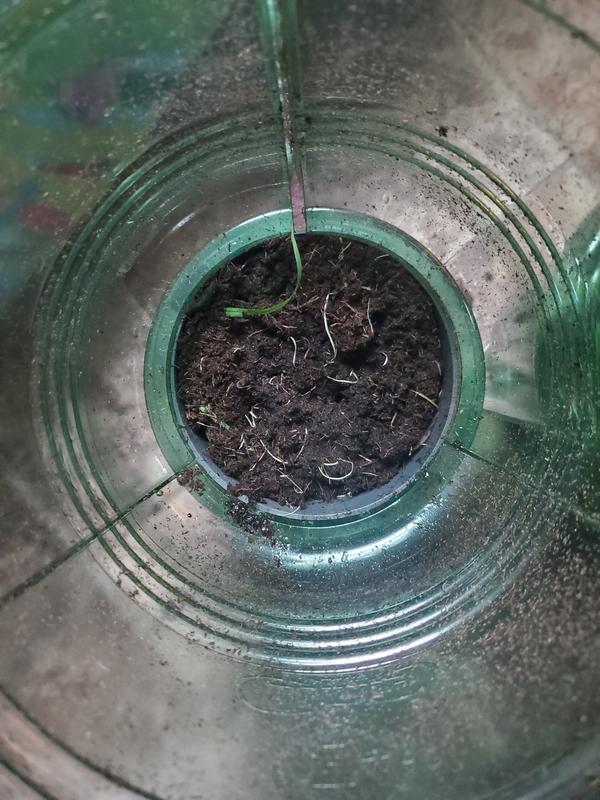 How is this considered a plant?