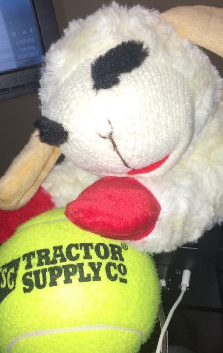 Georgie the Lamb