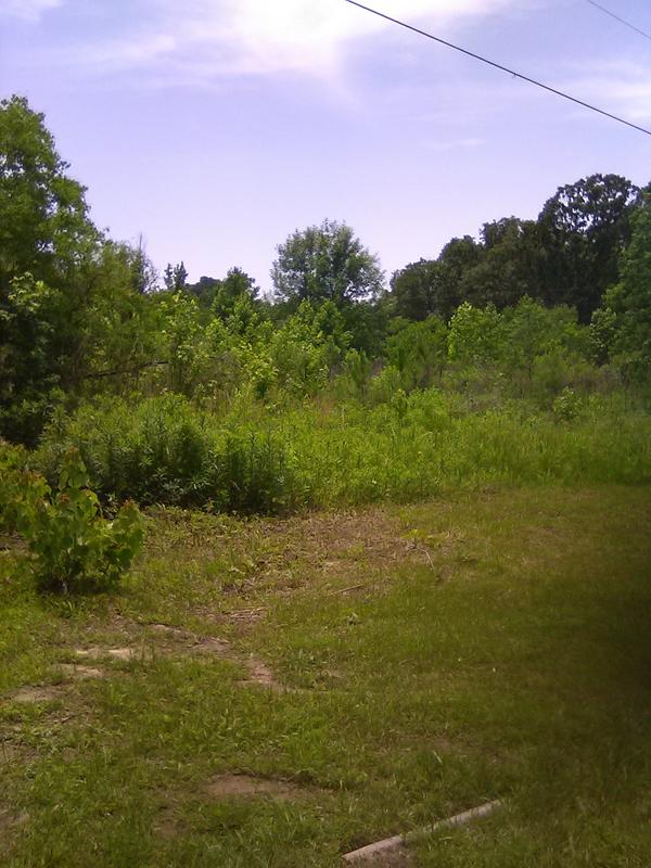 Meadow before