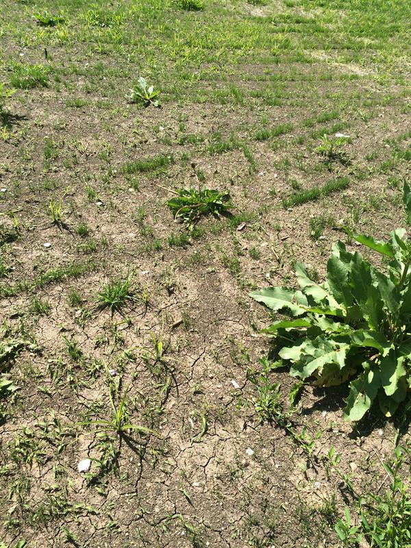 You can see how dry the ground is after almost an hour