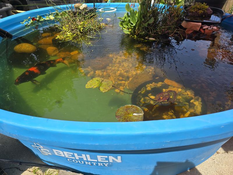 1 of 3 koi enjoying the sun in their new Behlen 8-foot poly round tank.