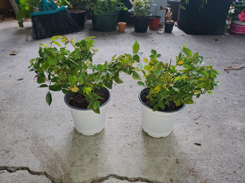 Sunblaze Mini Roses