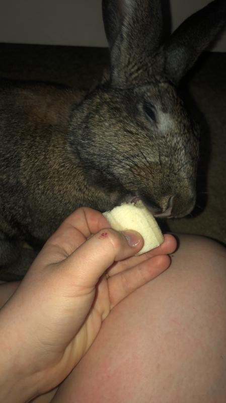 Tilly enjoying a favorite treat
