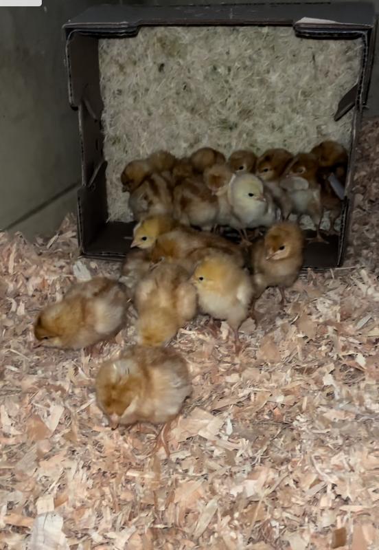Baby chicks in a box!