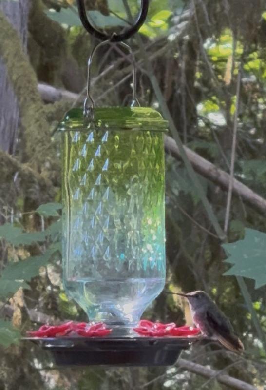 Hummer at the feeder.