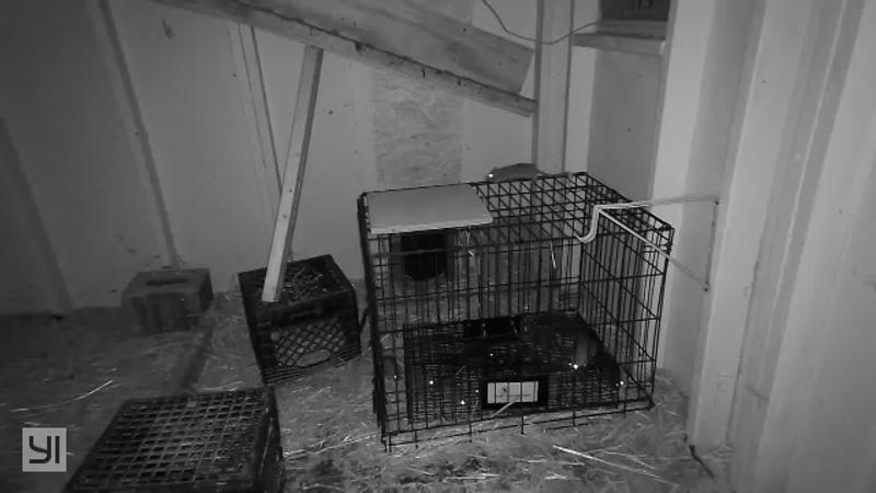 See the beady eyes? Yes, it's in a dog cage