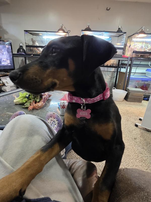 12 weeks vibrant shiny