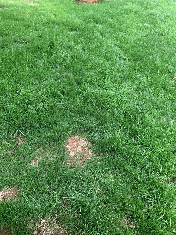 This is less than one month after seeding!!!