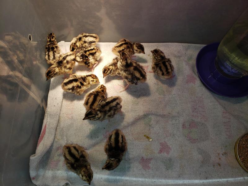 Babies