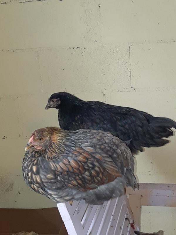 Buddies, 1 of 10 "Rare Birds" and a Barnvelder
They hang out together constantly and even sleep together.