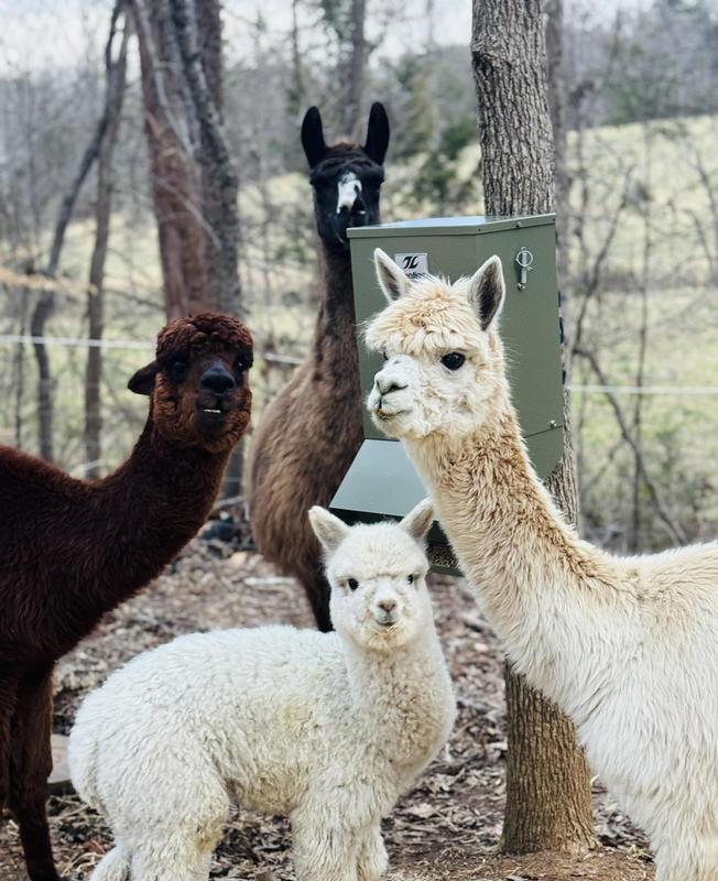 Alpacas and llama