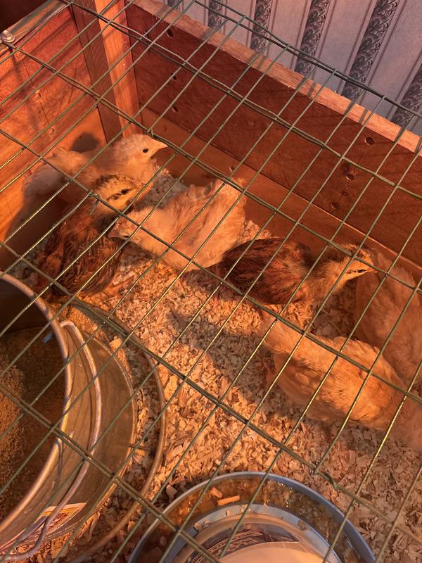 My chicks