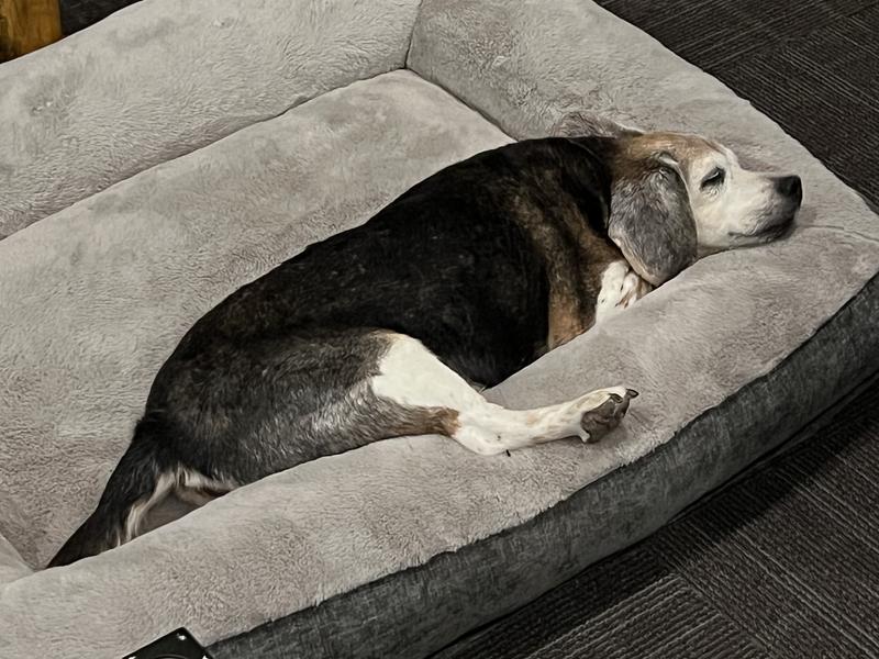I love this bed!