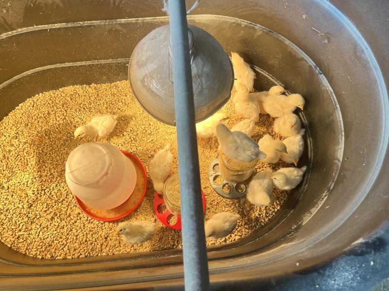 Happy chicks , about 2 weeks old