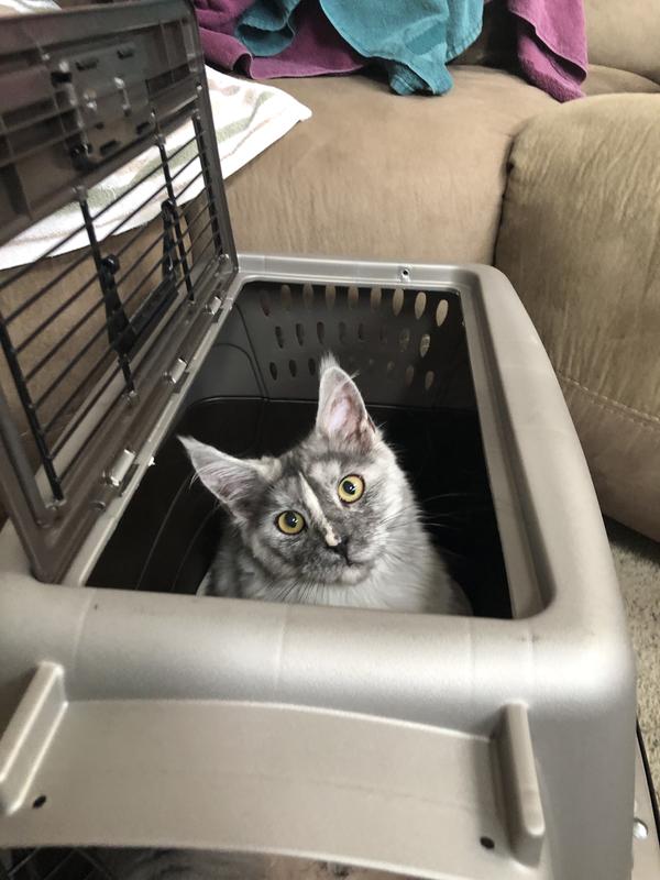 Lots of room for my Maine Coon!