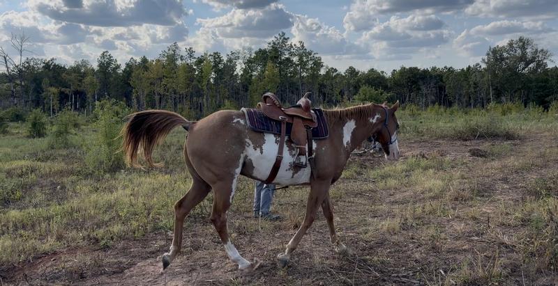 Here’s the cinch on my horse while we are exercising him.