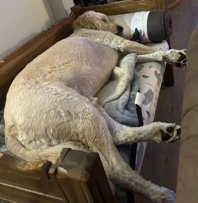 My dogs are spoiled and they get the best.