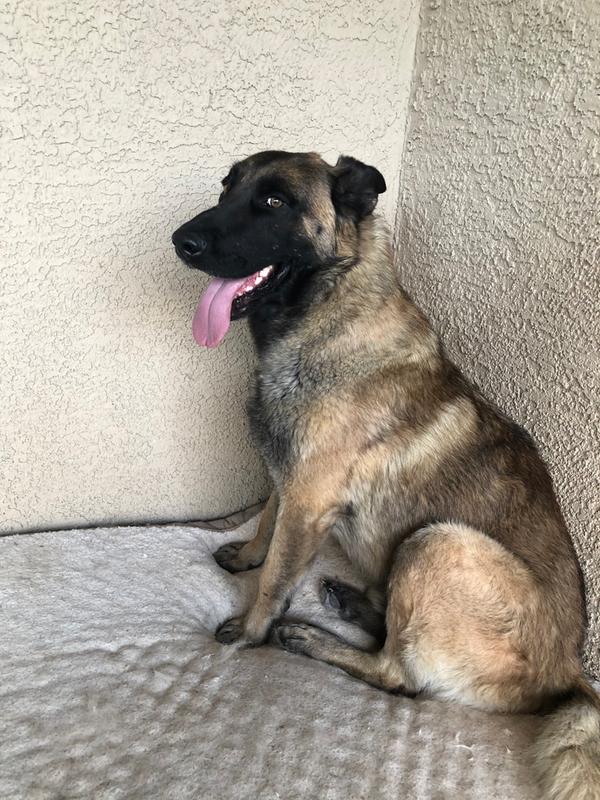 AFTER: He looks so much lighter now and not as patchy.