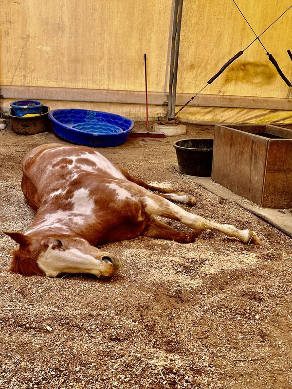 Miracle, appreciating her bed!