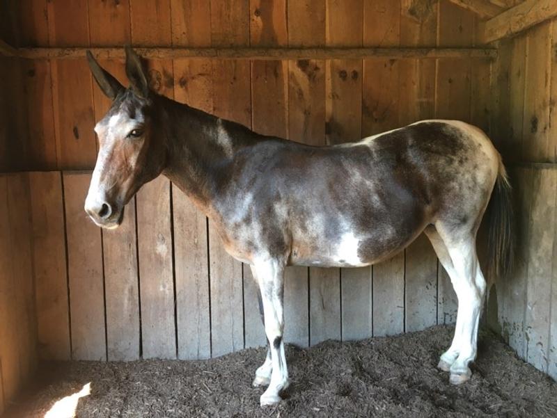 Dottie