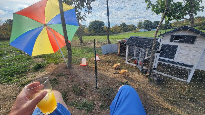 I used the chicken wire for the sides and top of my coop/run.