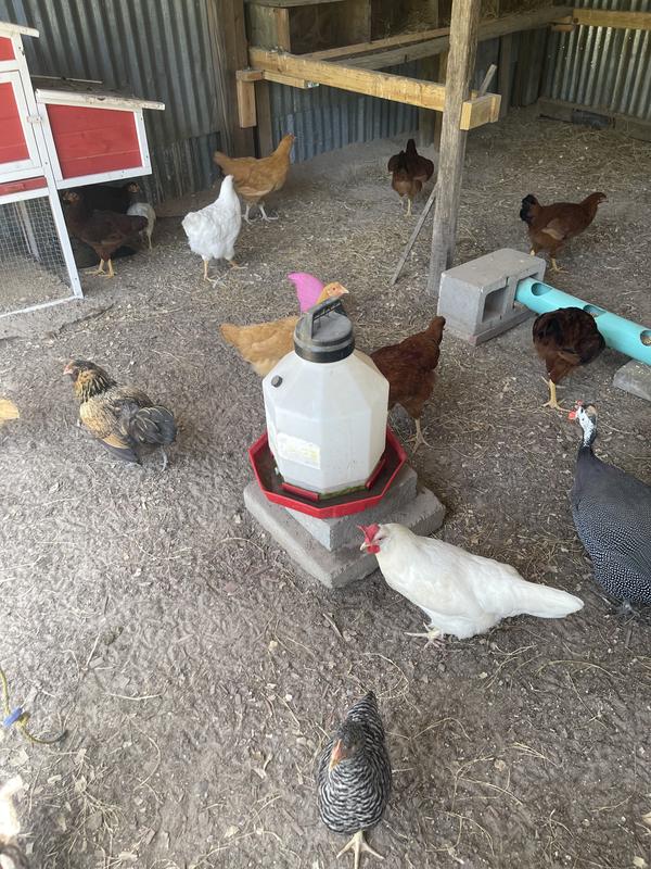 My chickens ant there pens I call it the chicken hotel lol